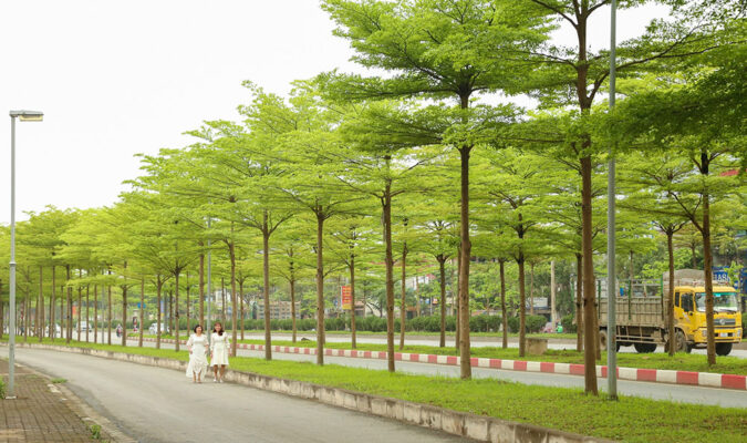 Cây Bàng Đài Loan (Terminalia mantalyi)
