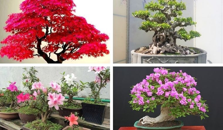 Cây cảnh nghệ thuật & bonsai mini – Đặt hàng ngay tại Cây Xanh Thuận Hoa