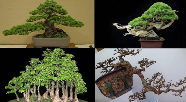 Cây bonsai theo tuổi – Tư vấn tận tâm từ Cây Xanh Thuận Hoa
