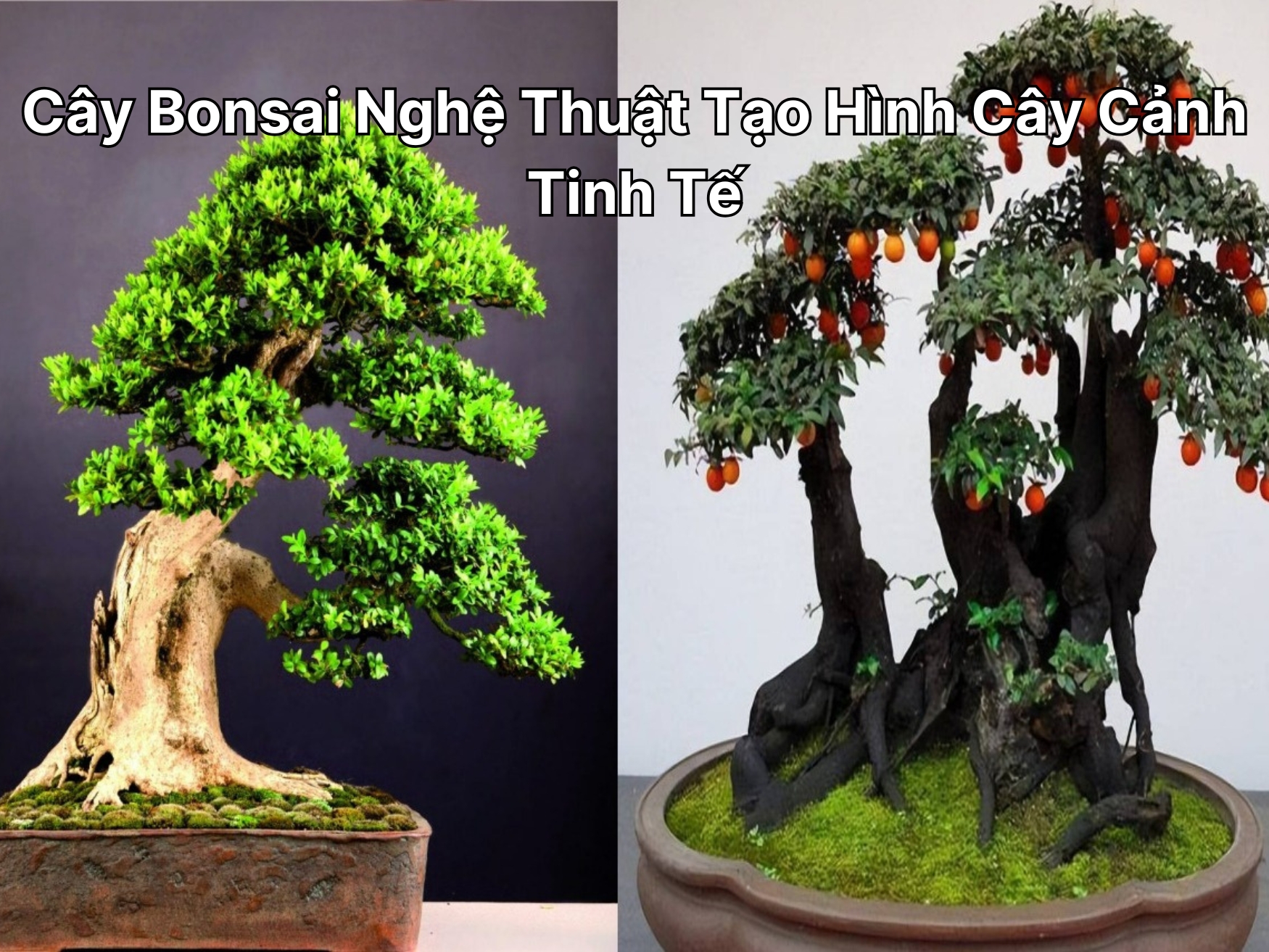 Cây cảnh nghệ thuật & bonsai mini – Đặt hàng ngay tại Cây Xanh Thuận Hoa