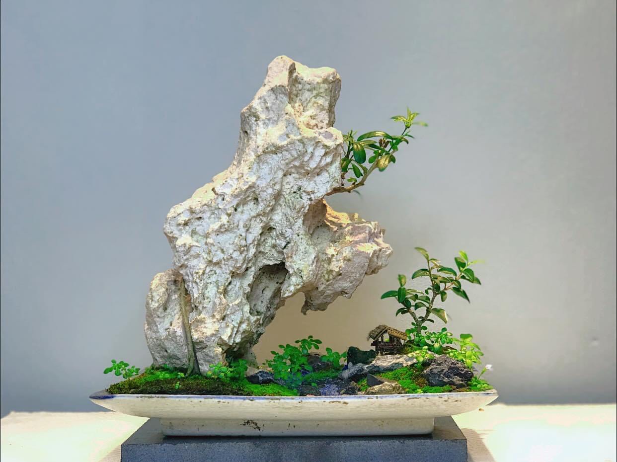 Cây cảnh nghệ thuật & bonsai mini – Đặt hàng ngay tại Cây Xanh Thuận Hoa
