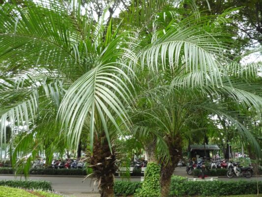 Cây Chà Là Kiểng
