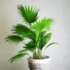 Cây cọ cảnh