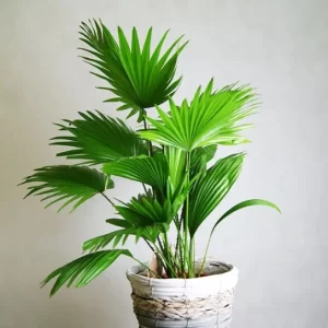 Cây cọ cảnh