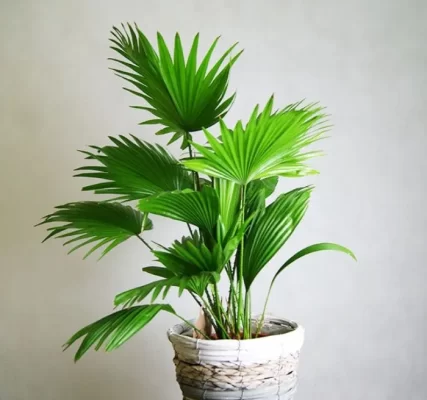 Cây cọ cảnh
