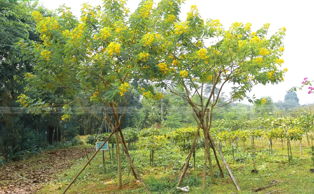 Cây công trình đẹp – Cây Xanh Thuận Hoa cung cấp toàn miền Bắc