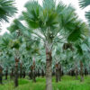 Cây Kè Bạc (Livistona chinensis)