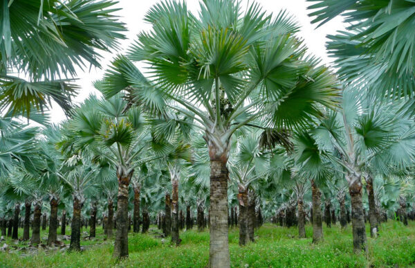 Cây Kè Bạc (Livistona chinensis)