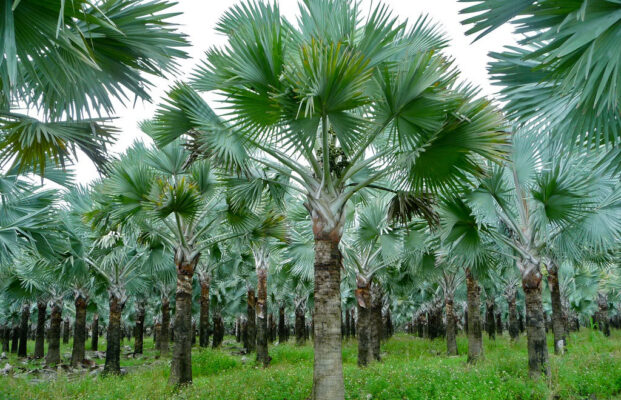 Cây Kè Bạc (Livistona chinensis)