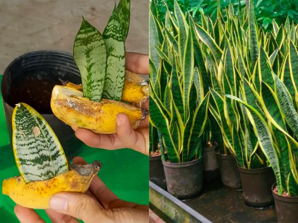 cách dâm cây lưỡi hổ từ lá