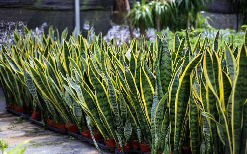 Cây lưỡi hổ