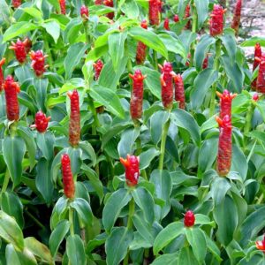 Cây phúc lộc thọ