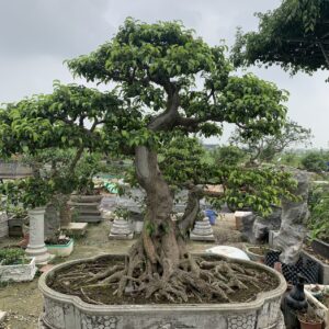 Cây sanh dáng trực