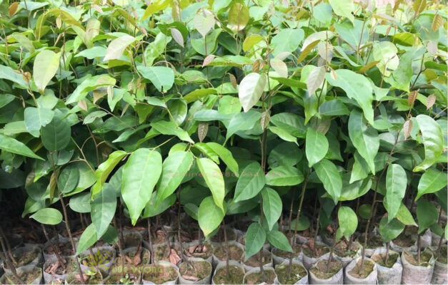 Cây Sao Đen (Hopea odorata)
