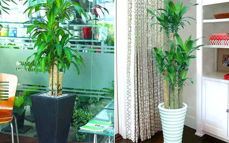 Thiết Mộc Lan để bàn – nhỏ gọn, tiện lợi