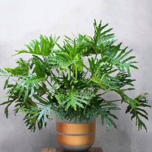 Trầu bà thanh xuân