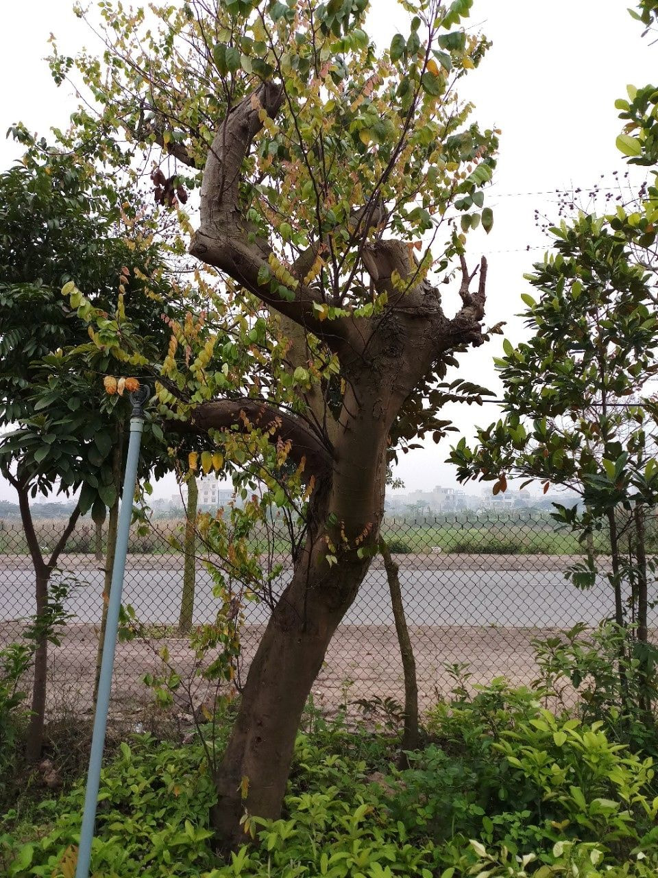 Trồng cây bóng mát sân vườn với cây Khế