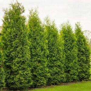 Cây Tùng Tháp: Biểu Tượng Của Sự Vững Chãi và Sang Trọng Trong Cảnh Quan