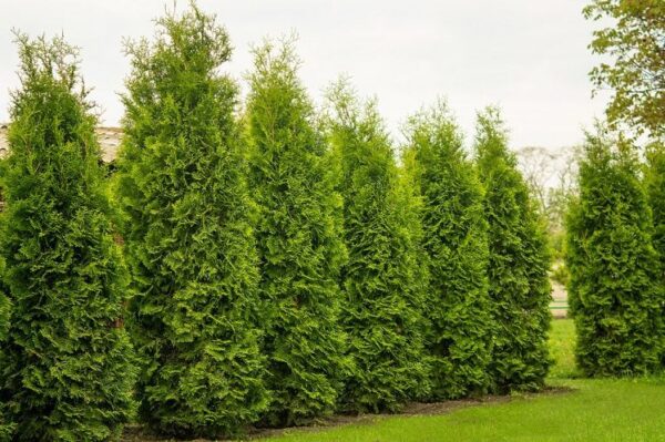 Cây Tùng Tháp: Biểu Tượng Của Sự Vững Chãi và Sang Trọng Trong Cảnh Quan