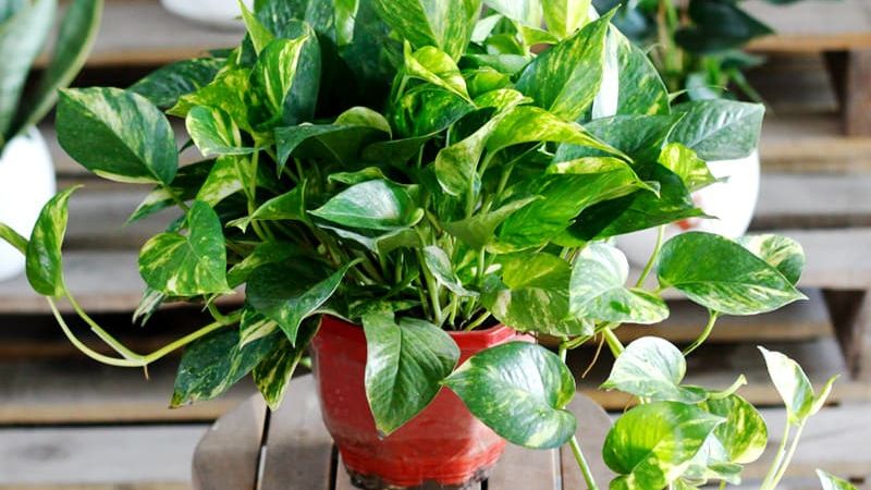  Vạn niên thanh có tác dụng thanh nhiệt, lợi tiểu, cầm máu và chữa bệnh bạch hầu.