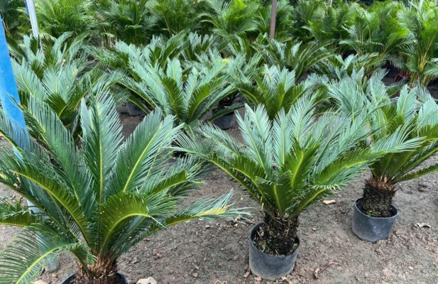 Cây Vạn Tuế (Cycas revoluta)