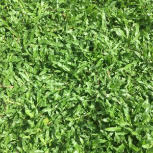 Cỏ Lá Tre (Cỏ Lá Gừng)