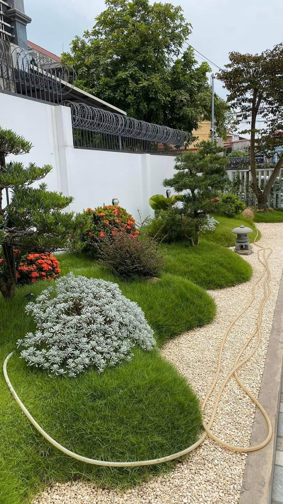 Cung cấp cỏ Nhung Nhật chất lượng, giá rẻ tại Vườn Cây Xanh Thuận Hoa