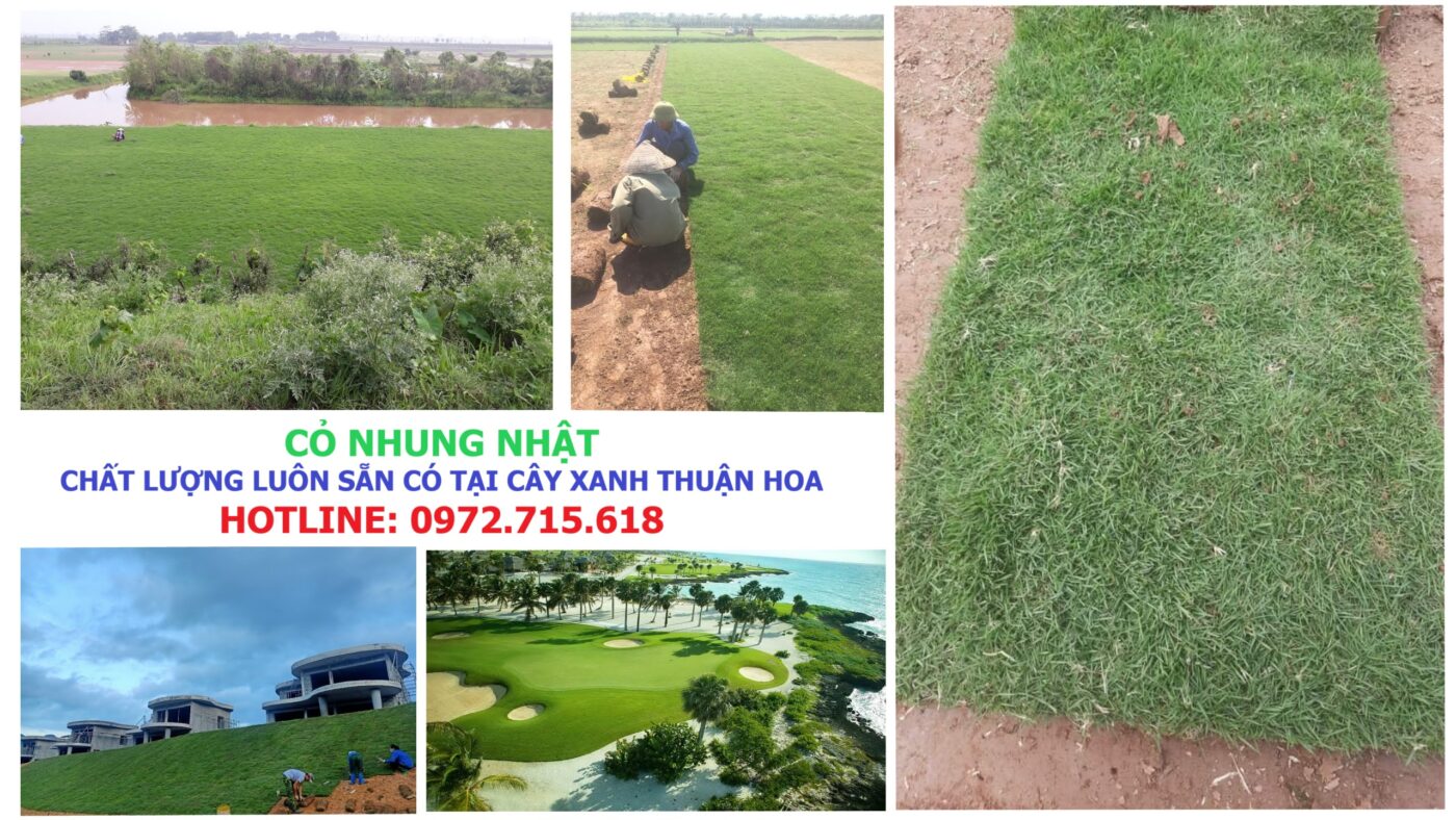 Cỏ nhung nhật luôn sẵn có tại Cây Xanh Thuận Hoa