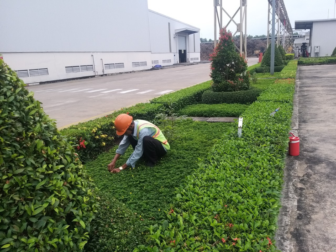Cắt tỉa cây cảnh định kỳ – Dịch vụ tận tâm từ Cây Xanh Thuận Hoa