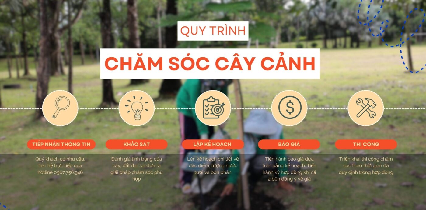 Dịch vụ chăm sóc cây công trình tại nhà, cơ quan, công ty - Cây xanh Thuận Hoa