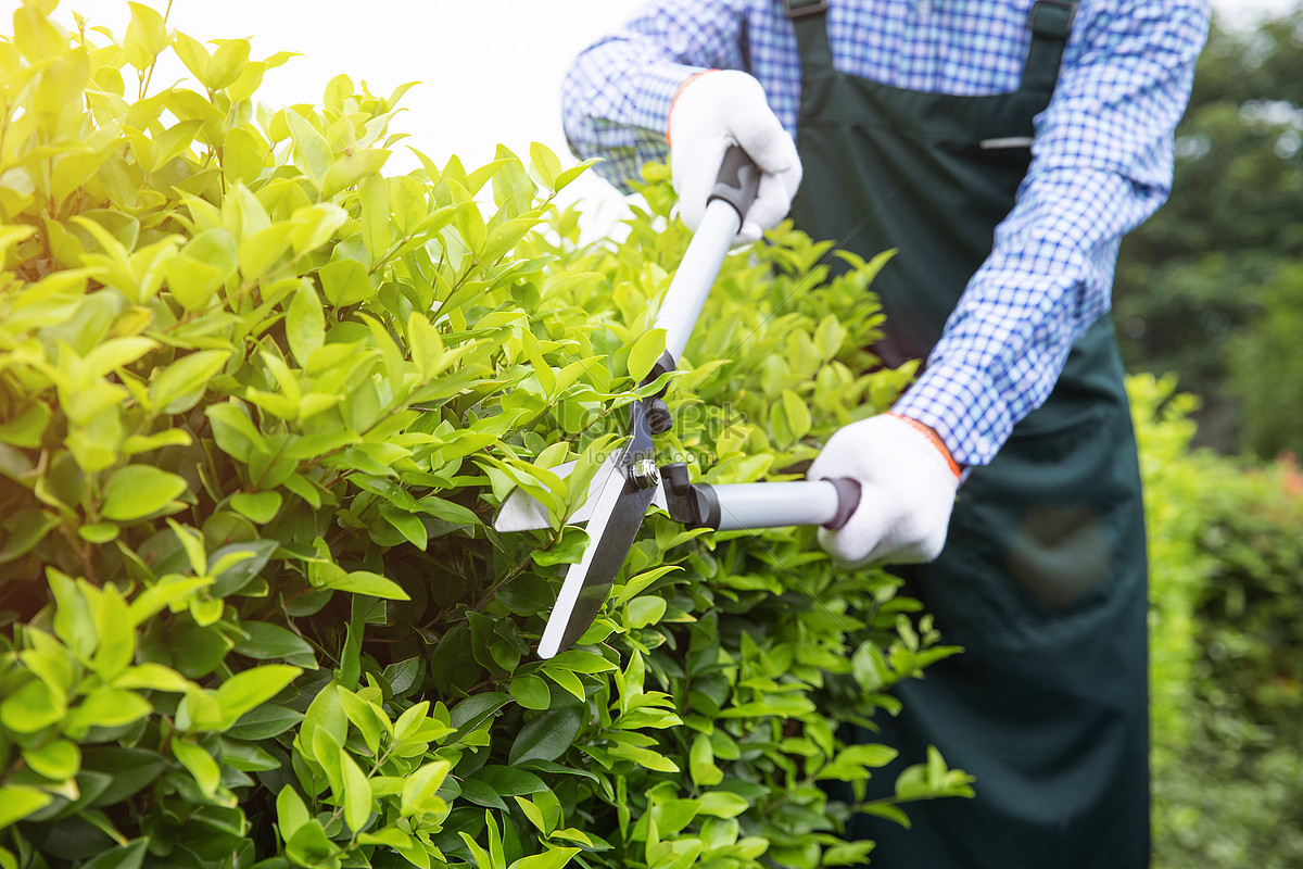 Cắt tỉa cây cảnh định kỳ – Dịch vụ tận tâm từ Cây Xanh Thuận Hoa