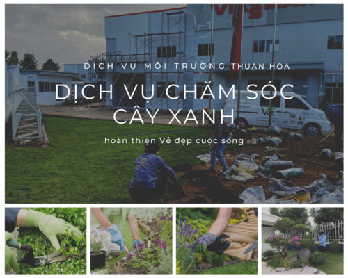 Dịch vụ chăm sóc cây công trình tại nhà, cơ quan, công ty - Cây xanh Thuận Hoa