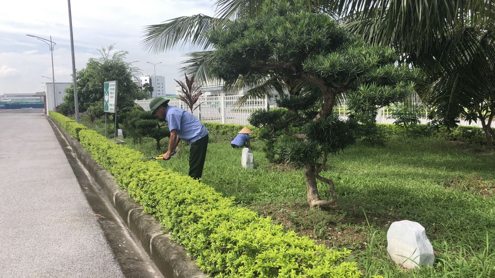 Dịch vụ chăm sóc cây công trình tại nhà, cơ quan, công ty - Cây xanh Thuận Hoa