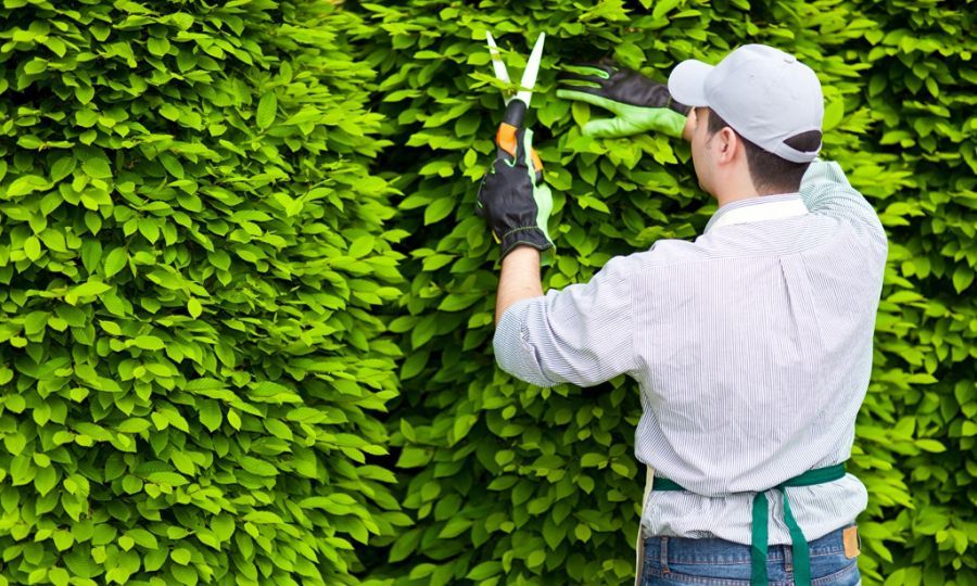 Dịch vụ chăm sóc cây công trình tại nhà, cơ quan, công ty - Cây xanh Thuận Hoa