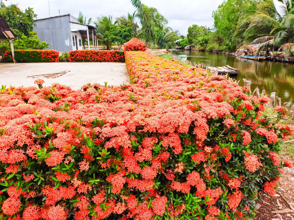 Hoa hàng viền đẹp trang trí sân vườn – Đến ngay Cây Xanh Thuận Hoa