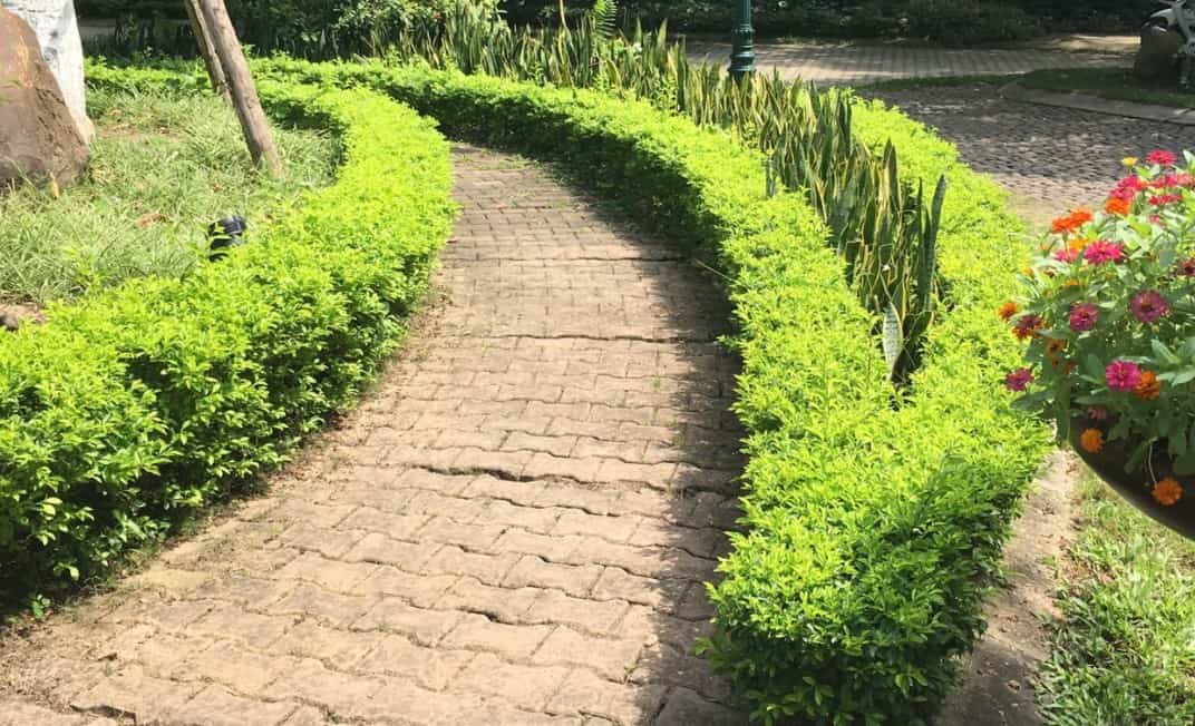 Hoa hàng viền đẹp trang trí sân vườn – Đến ngay Cây Xanh Thuận Hoa