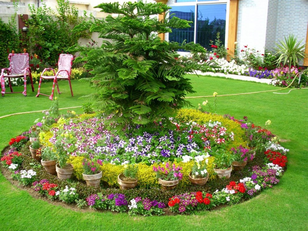 Hoa hàng viền đẹp trang trí sân vườn – Đến ngay Cây Xanh Thuận Hoa