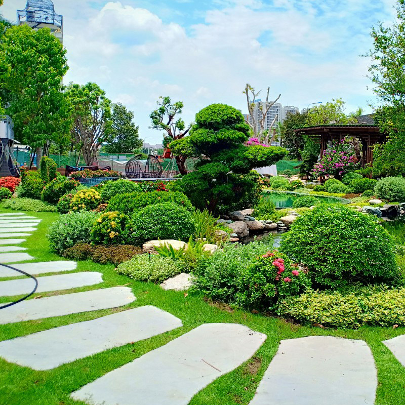 Hoa hàng viền đẹp trang trí sân vườn – Đến ngay Cây Xanh Thuận Hoa