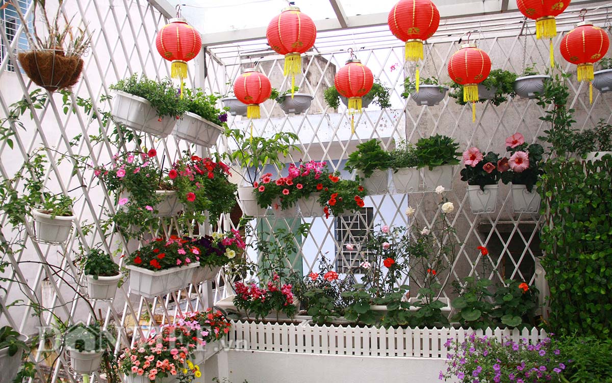 Hoa hàng viền đẹp trang trí sân vườn – Đến ngay Cây Xanh Thuận Hoa