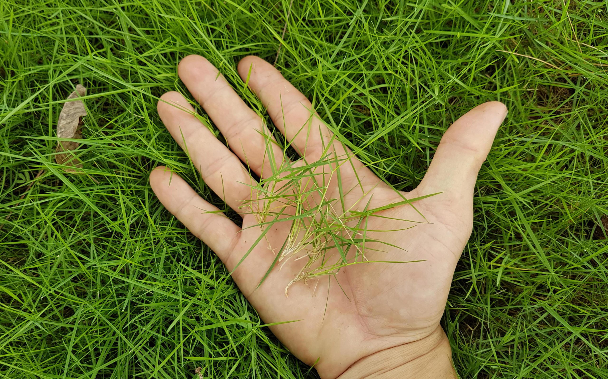 Thảm có xanh tụ nhiên - Cỏ Nhung Nhật