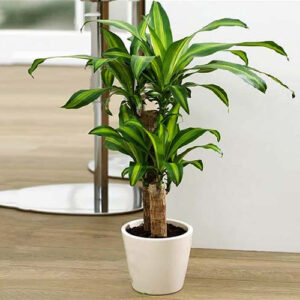 Cây thiết mộc lan.
