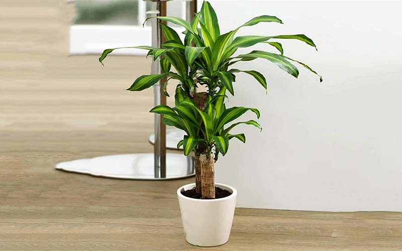 Cây thiết mộc lan. 