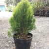 Trắc bách diệp (bá tử nhân)