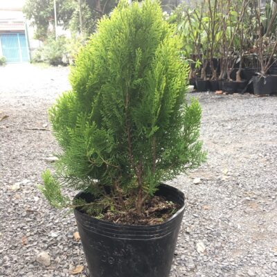 Trắc bách diệp (bá tử nhân)