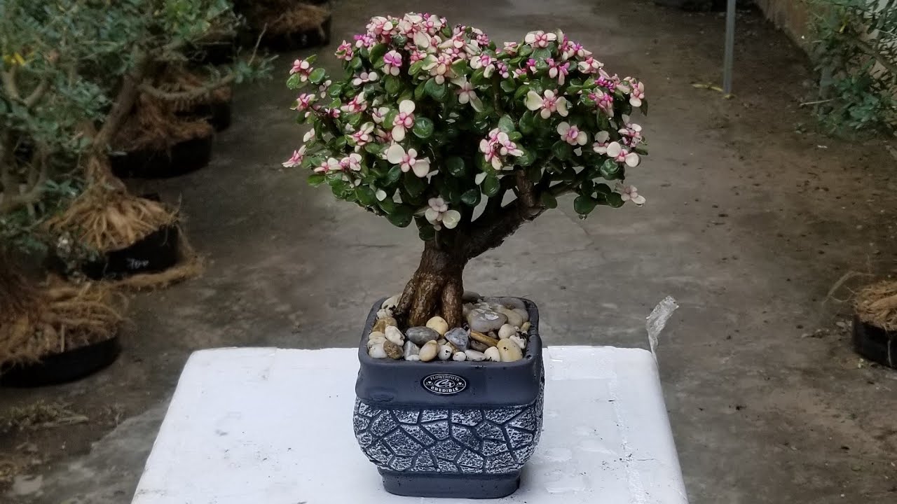 Cây bonsai theo tuổi – Tư vấn tận tâm từ Cây Xanh Thuận Hoa