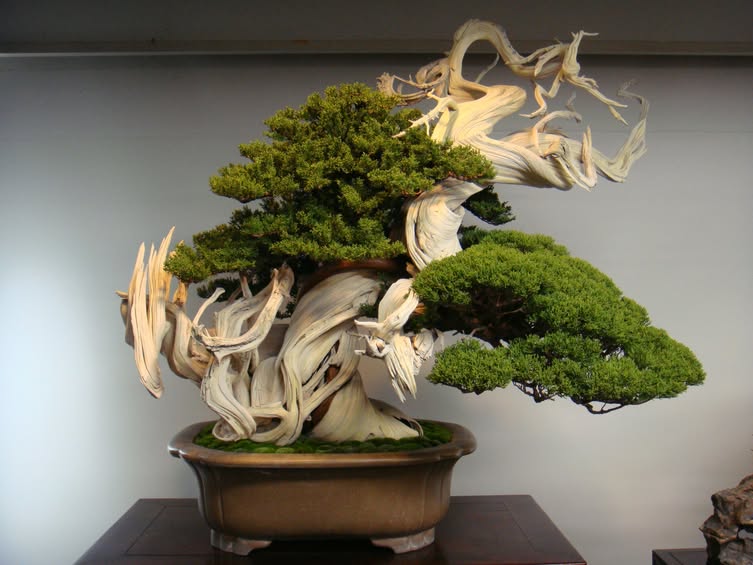 Cây bonsai theo tuổi – Tư vấn tận tâm từ Cây Xanh Thuận Hoa