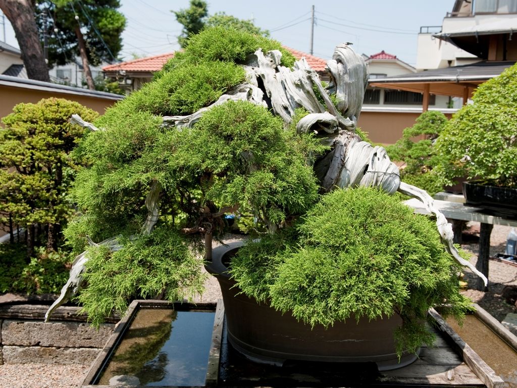 Cây bonsai theo tuổi – Tư vấn tận tâm từ Cây Xanh Thuận Hoa
