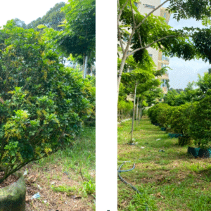 Cây Ngâu tán tròn trưởng thành với thân vững chắc, tán lá đều đặn – biểu tượng của sự bền vững và hài hòa trong thiết kế cảnh quan.