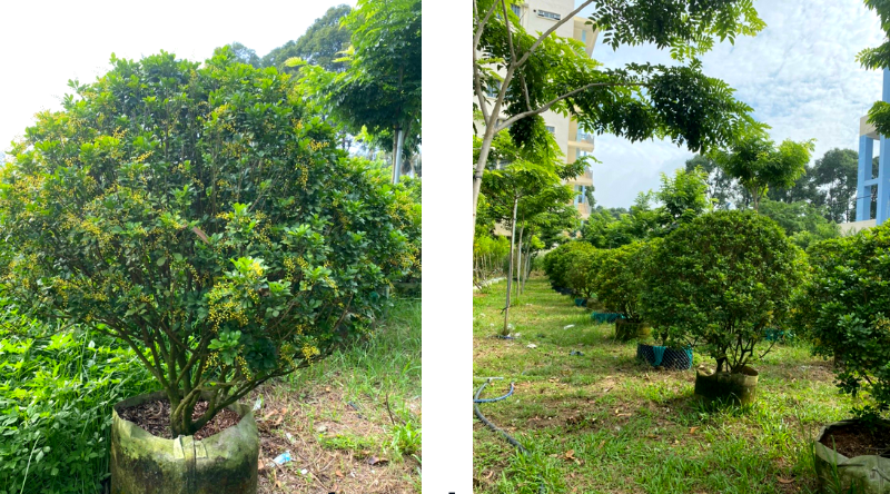 Cây Ngâu tán tròn trưởng thành với thân vững chắc, tán lá đều đặn – biểu tượng của sự bền vững và hài hòa trong thiết kế cảnh quan.