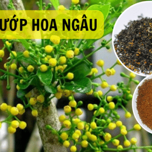 Vườn ươm cây Ngâu tại Cây Xanh Thuận Hoa – nơi cung cấp cây khỏe mạnh, chất lượng cao.